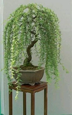 Bonsai Green Weeping Willow Tree Cutting - Thick Trunk Start, A Must Have Dwarf Bonsai Material