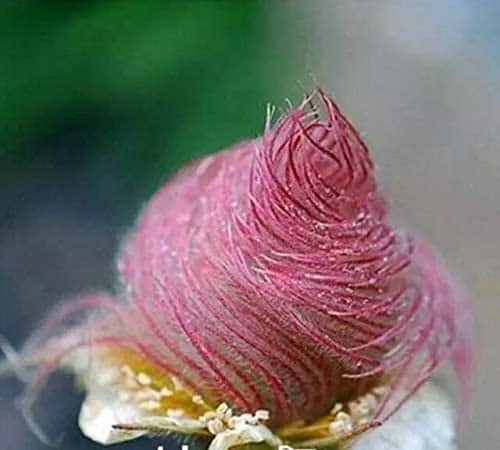 Prairie Smoke Seeds | Ships From Iowa. Rare And Hard To Find Geum Triflorum Seeds