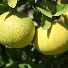 White Grapefruit Citrus Tree 3 Feet Tall. Free Shipping - Image 4