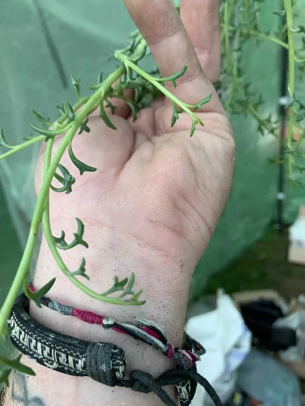 String Of Dolphins - Image 3