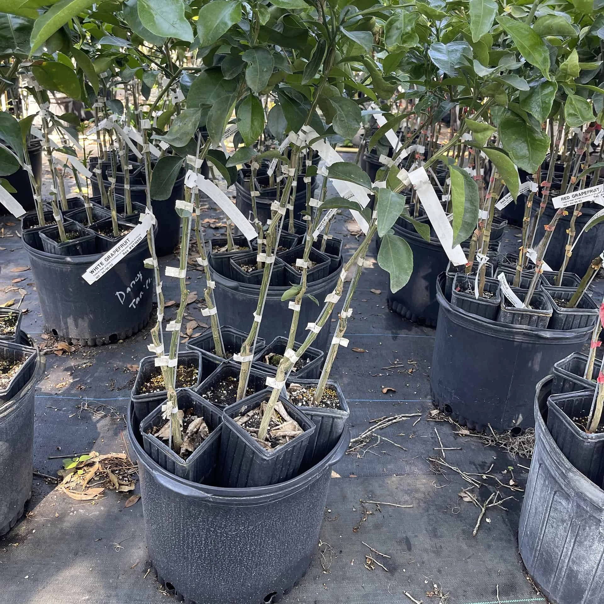 White Grapefruit Citrus Tree 3 Feet Tall. Free Shipping - Image 2