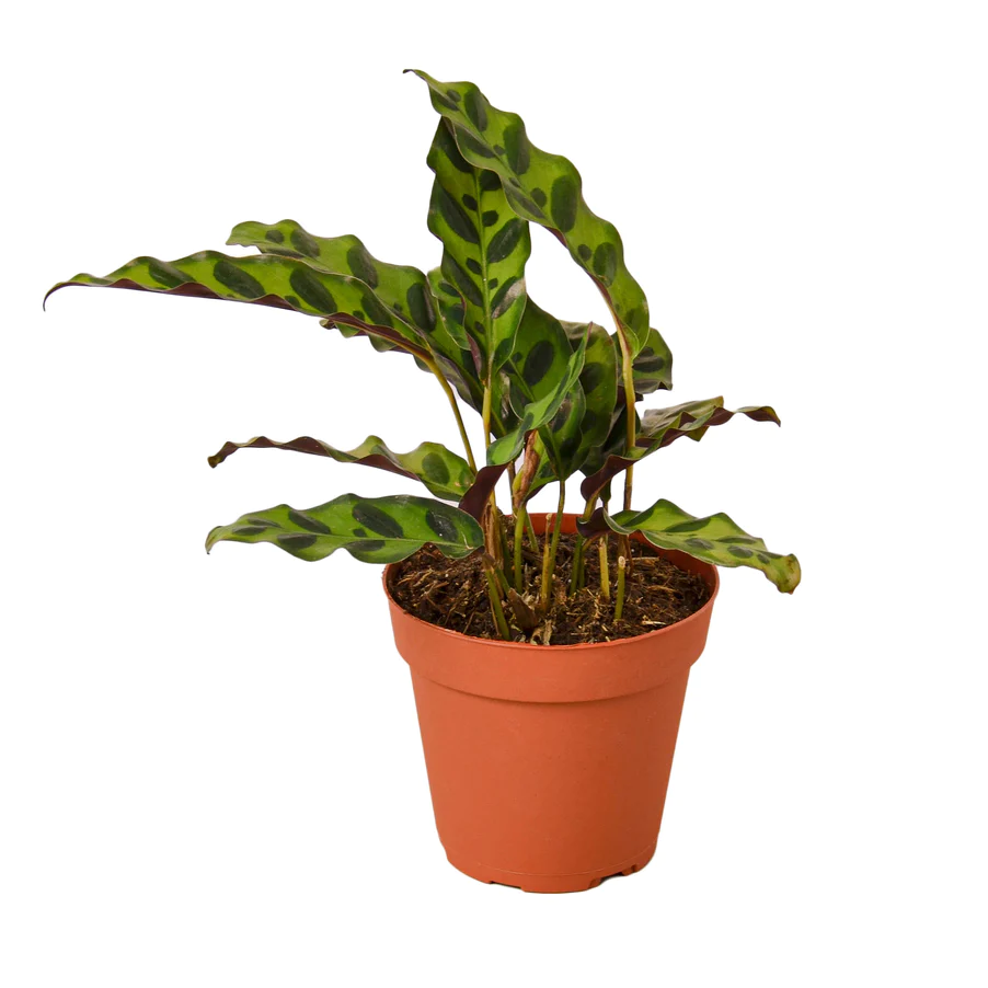 Rattlesnake Plant | Calathea Lancifolia | Exotic Houseplant - Image 2