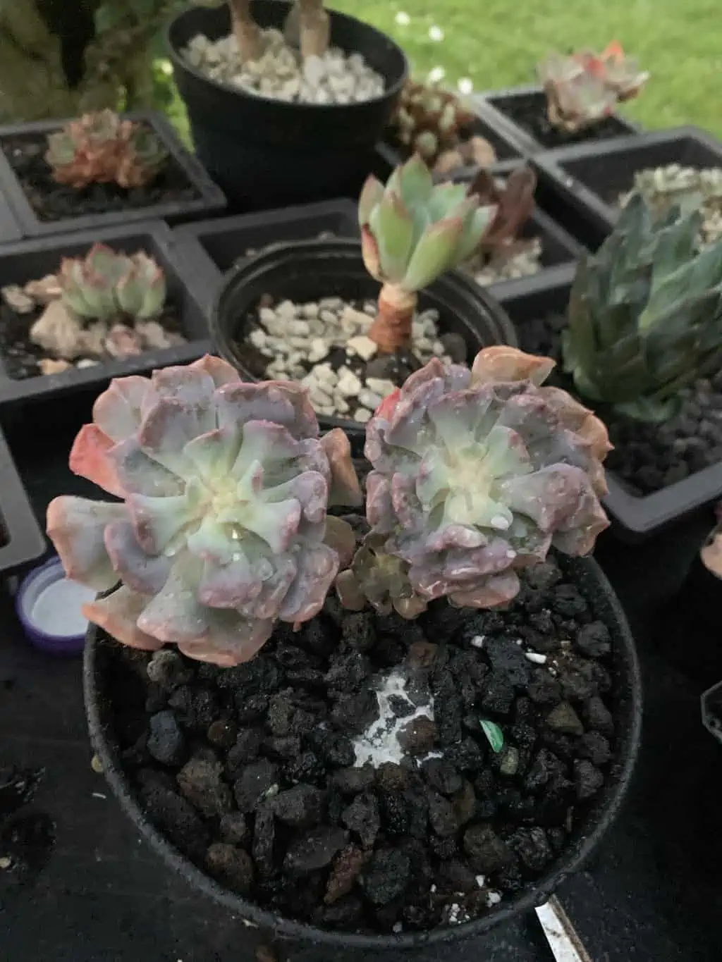 Pulvinata Frosty Variegated - Image 2