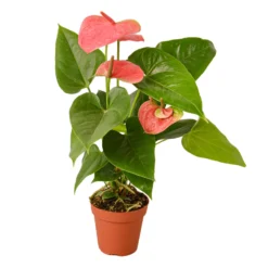 Anthurium Pink | Anthurium Andraeanum | Flowering Houseplant