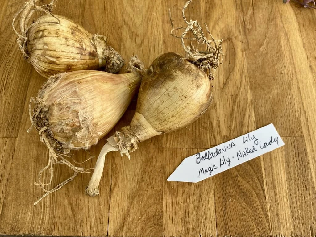 Lily Spider Belladonna Or Magic Lily Naked Lady - Image 6