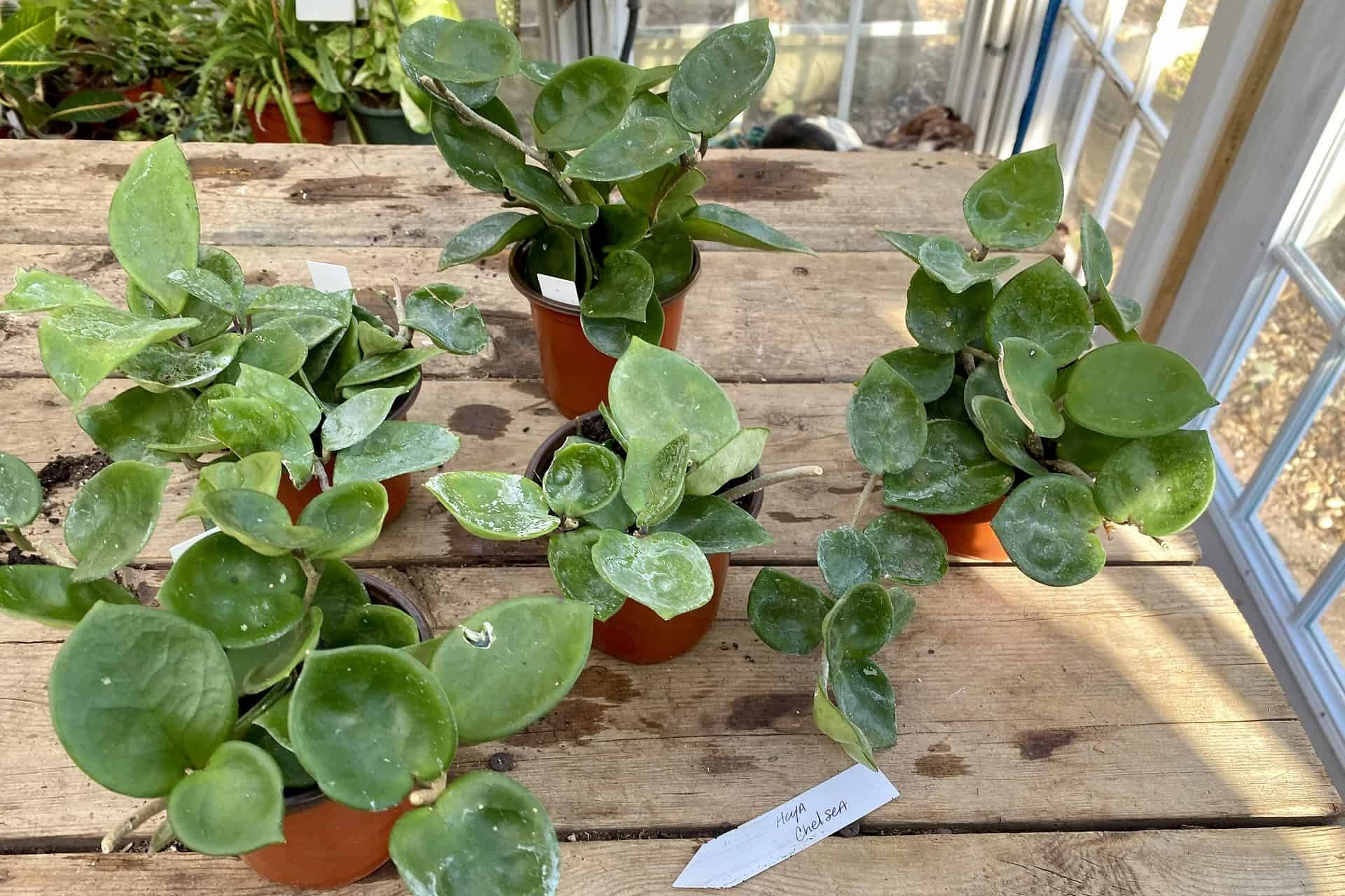 Hoya Chelsea Wax Flower Porcelain Flower 3 Inch Pot Plant - Image 4