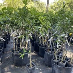 FallGlo Tangerine Grafted Tree 3 Feet Tall. Free Shipping