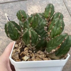 EUPHORBIA HANDIENSIS