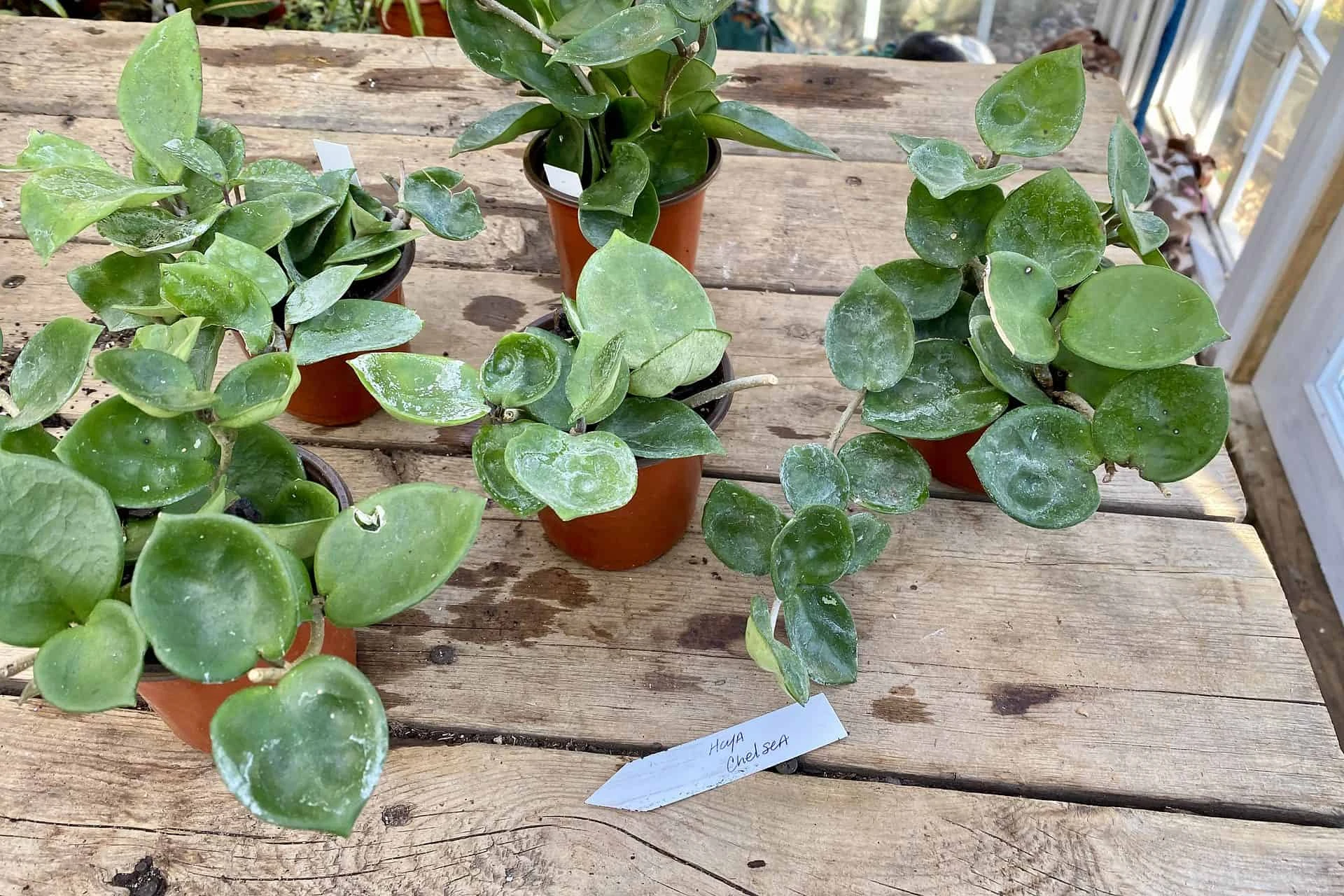 Hoya Chelsea Wax Flower Porcelain Flower 3 Inch Pot Plant - Image 5