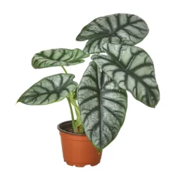 Alocasia Silver Dragon | Alocasia Baginda | Exotic Houseplant