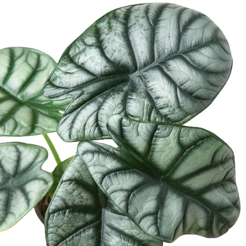 Alocasia Silver Dragon | Alocasia Baginda | Exotic Houseplant - Image 5