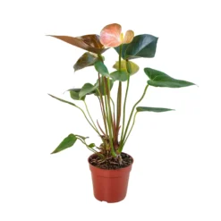 Anthurium Rainbow Champion | Anthurium Andraeanum | Flowering Houseplant