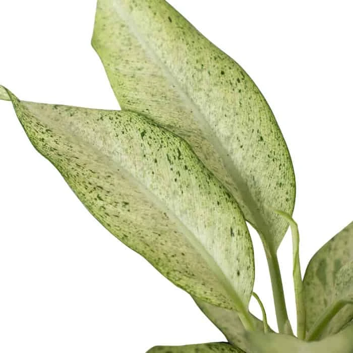 Dieffenbachia 'Camouflage' | 4-inch Pot - Image 5