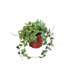 Fung Wax Flower | Hoya Curtisii | Exotic Houseplants