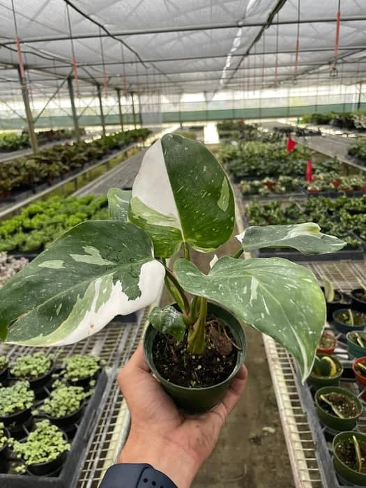 Philodendron 'White Princess' - Rare Variegated Foliage | 4-inch And 6-inch Pot
