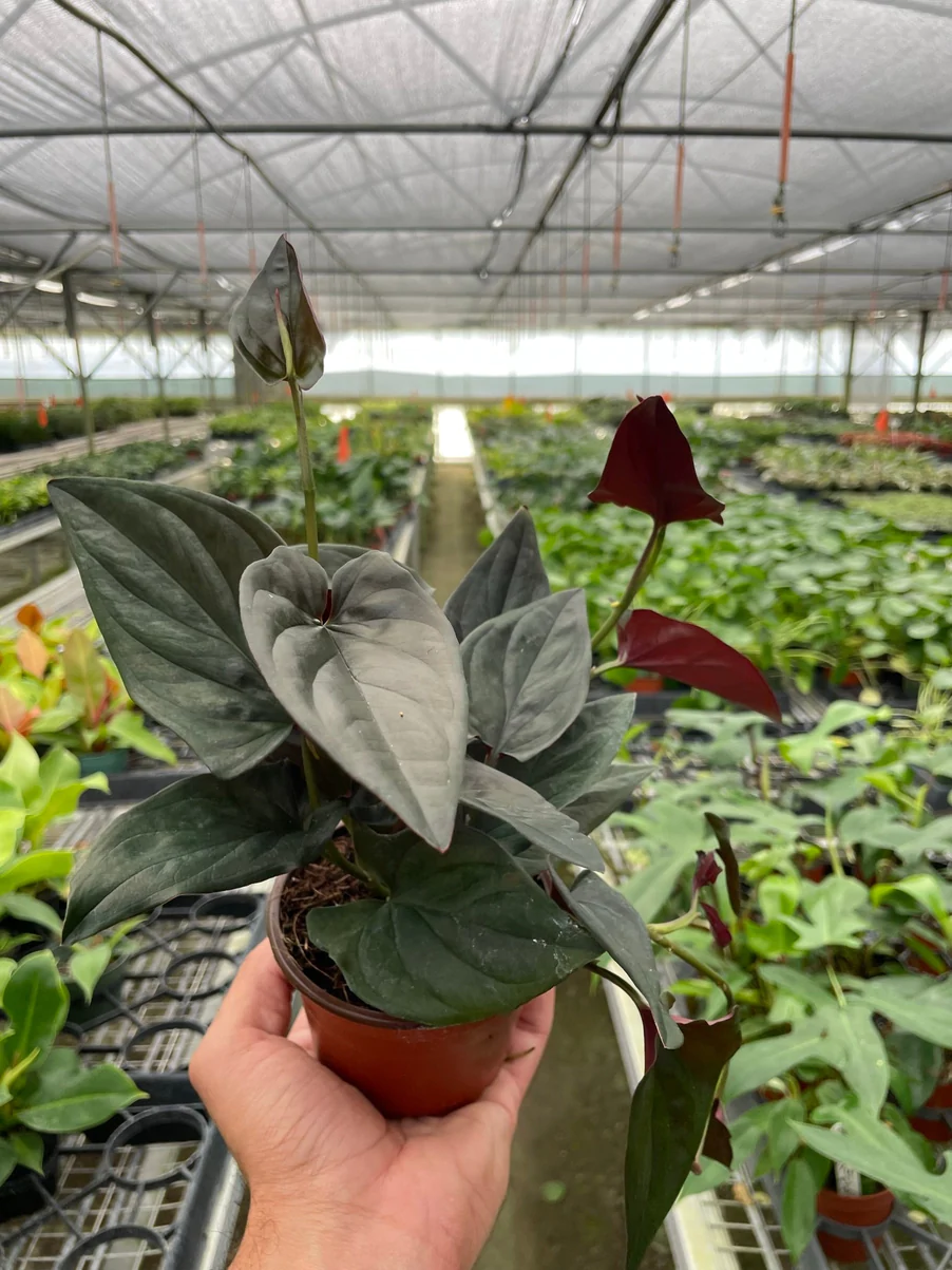 Syngonium Red Arrow | Syngonium Erythrophyllum | 4" Nursery Pot