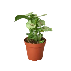 Syngonium Roxanna | Syngonium Podophyllum | 4" Nursery Pot