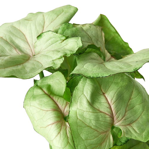 Syngonium Roxanna | Syngonium Podophyllum | 4" Nursery Pot - Image 2