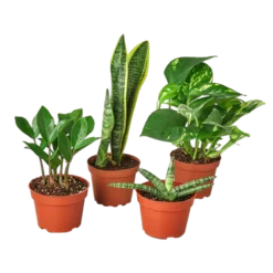 Easy-Care Plant Bundle For Newbies & Gifts | 4-inch Pot Each!