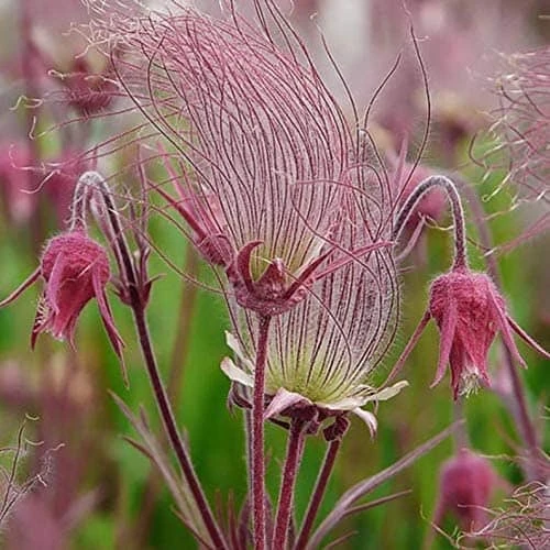 Prairie Smoke Seeds | Ships From Iowa. Rare And Hard To Find Geum Triflorum Seeds - Image 2