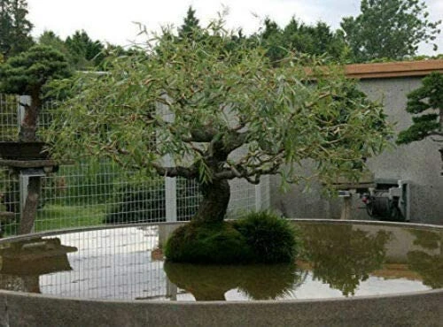 Bonsai Australian Willow Tree Cutting - Image 3