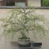 Bonsai Australian Willow Tree Cutting
