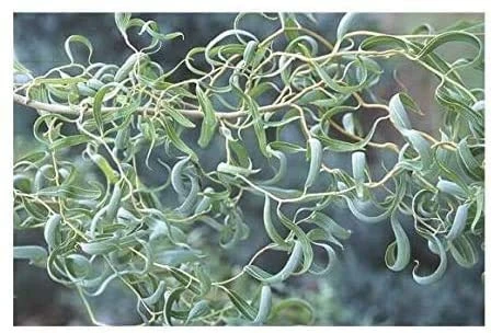 Bonsai Australian Willow Tree Cutting - Image 2