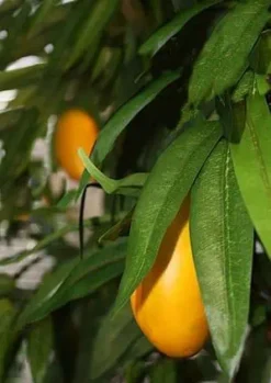 Mango Tree Seedlings Honey Mango Tree