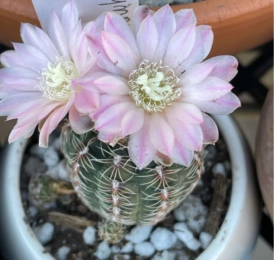 Cactus- Gymnocalycium Bruchii