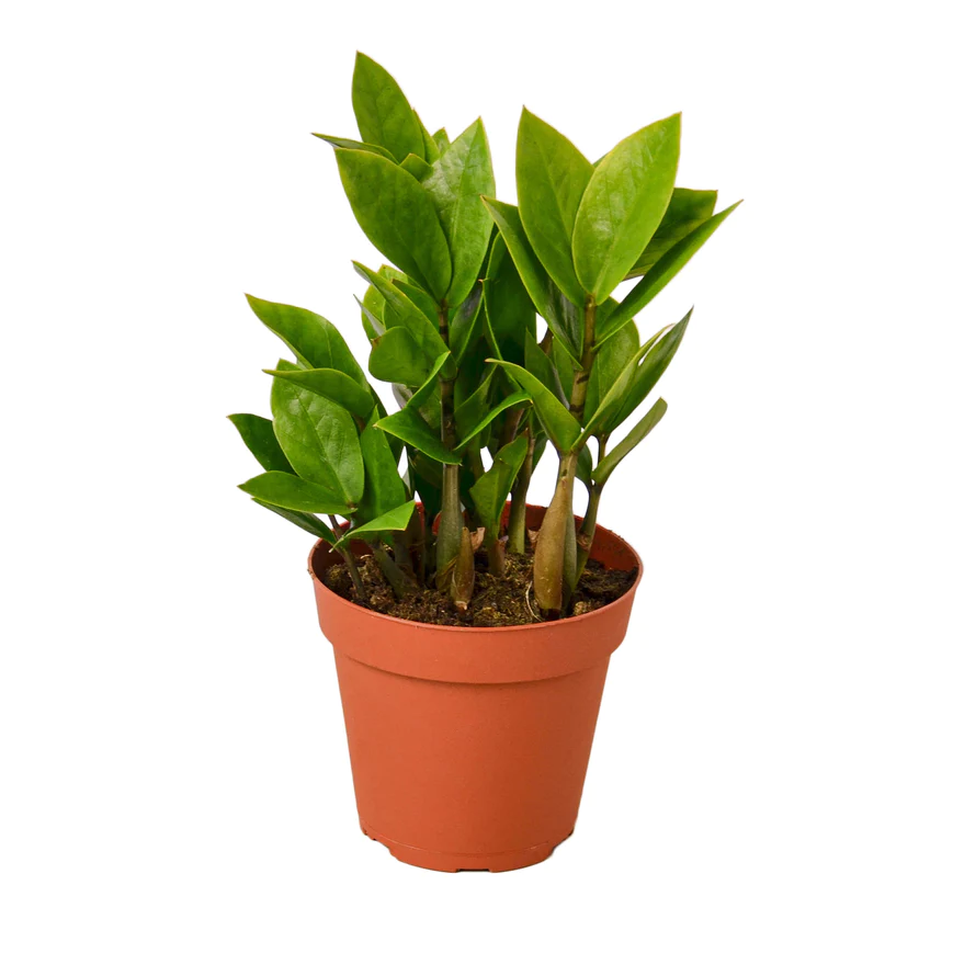 ZZ Plant | Zamioculcas Zamiifolia ZZ | Exotic Houseplant - Image 2