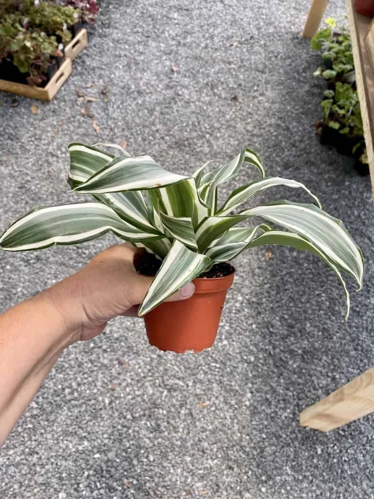 Dragon Tree Or Dracaena Warneckii White Jewel 4" Pot Live Plant - Image 3