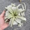 Air Plant Tillandsia Xerographica 1 Live Plant