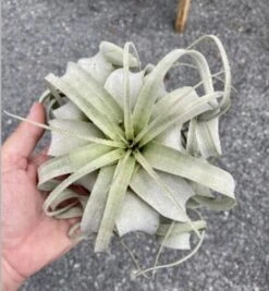 Air Plant Tillandsia Xerographica 1 Live Plant