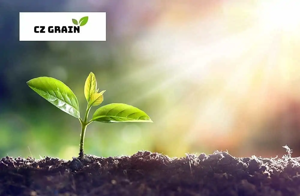 Oats Seeds For Planting - Non-GMO (5 Pounds) - Image 2