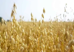 Cat Grass Seeds For Growing | 4 Way Blend, Rye, Wheat, Oats And Barley | Made In USA, Ships From Iowa. (5 Pounds)