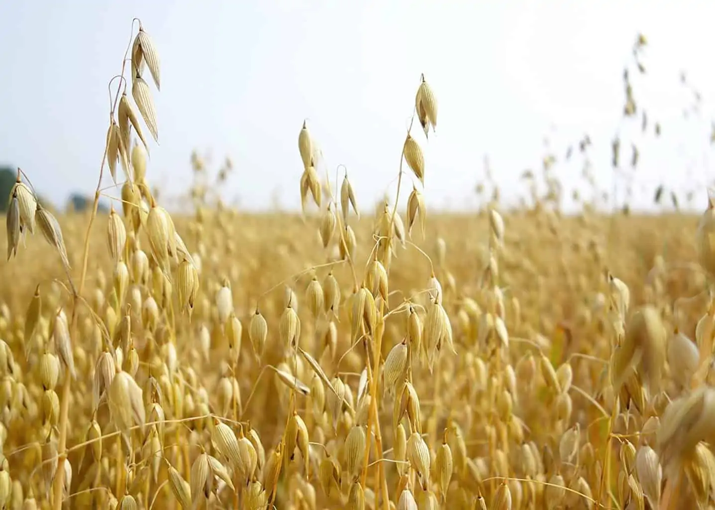 Cat Grass Seeds For Growing | 4 Way Blend, Rye, Wheat, Oats And Barley | Made In USA, Ships From Iowa. (5 Pounds)