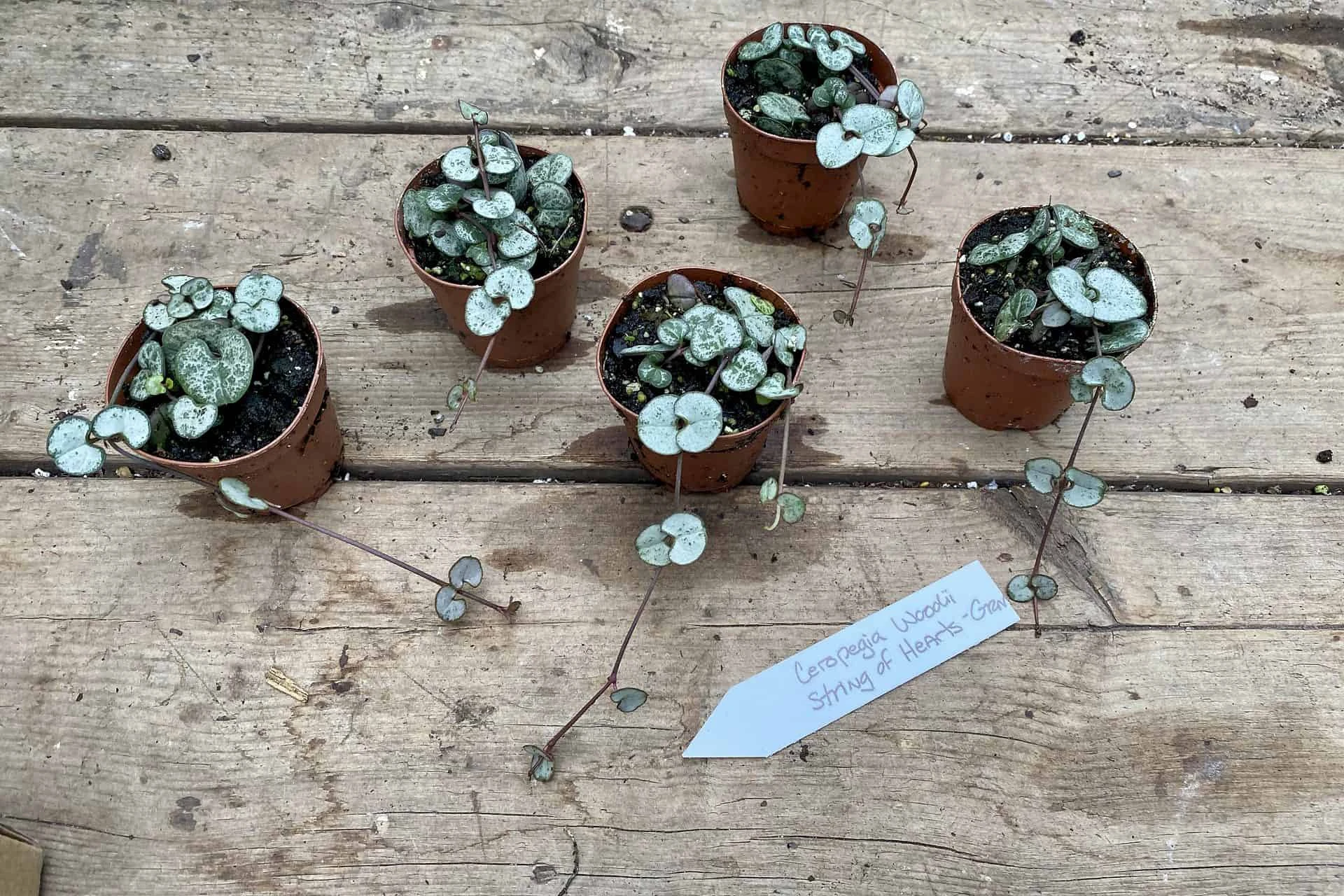 String Of Hearts Ceropegia Woodii Green 2" Pot Live Plant - Image 6