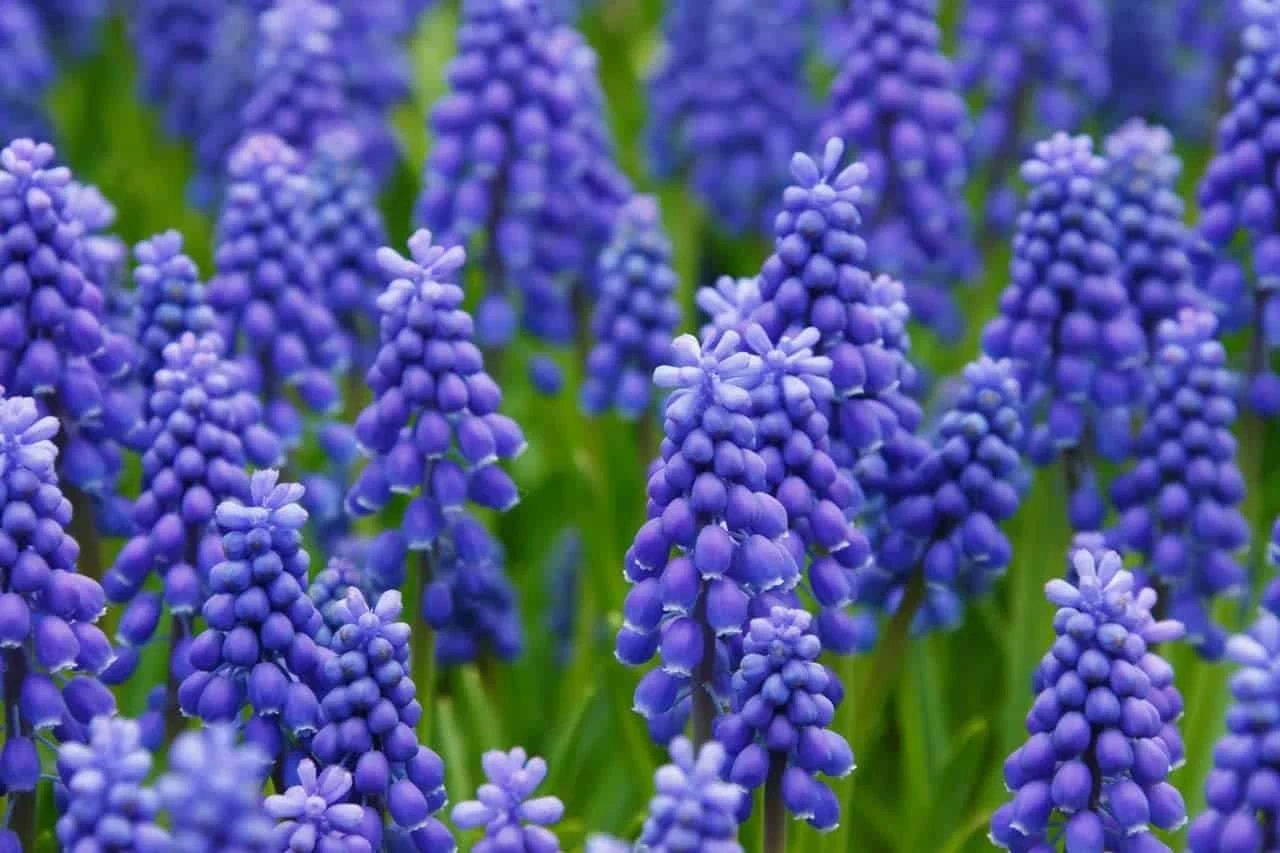 Grape Hyacinth Bulbs-muscari Armeniacum- Beautiful Spring Blooms, Perennial Garden Flowers