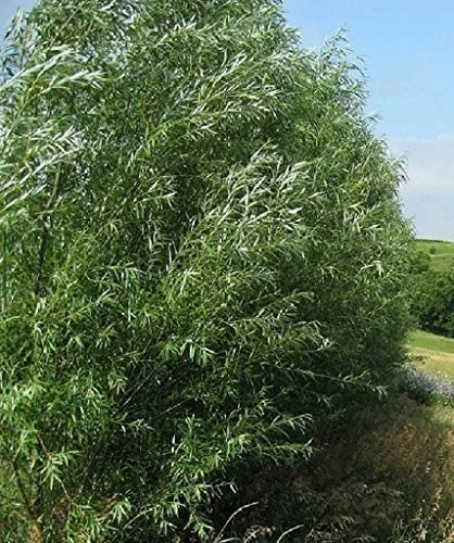 Jumbo Hybrid Willow Tree Cuttings Much Thicker Root Stock - Approx 10 Inches Tall, 5/8 In- 1+ Inch Thick Root Stock - Fast Privacy Shade Trees - Grows Fastest - Image 2
