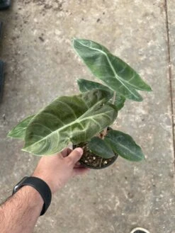4” Alocasia Pink Dragon