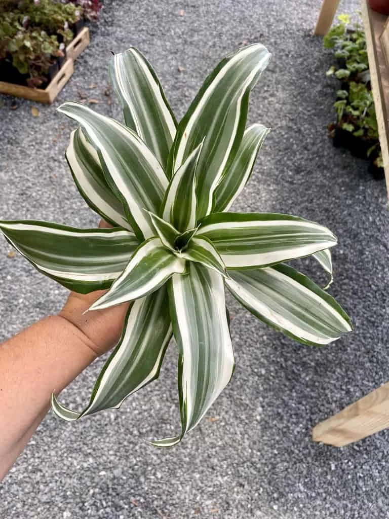 Dragon Tree Or Dracaena Warneckii White Jewel 4" Pot Live Plant - Image 4
