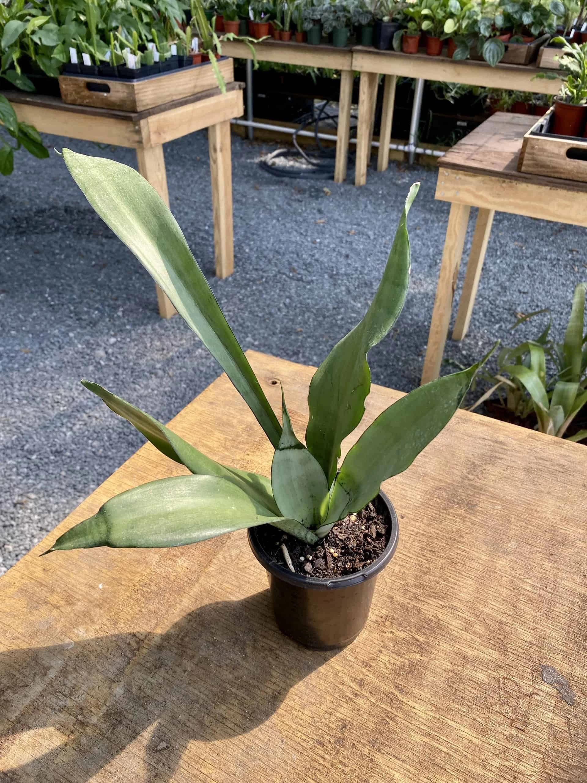 Sansevieria Or Snake Plant Moonshine 4” Pot Live Plant - Image 6