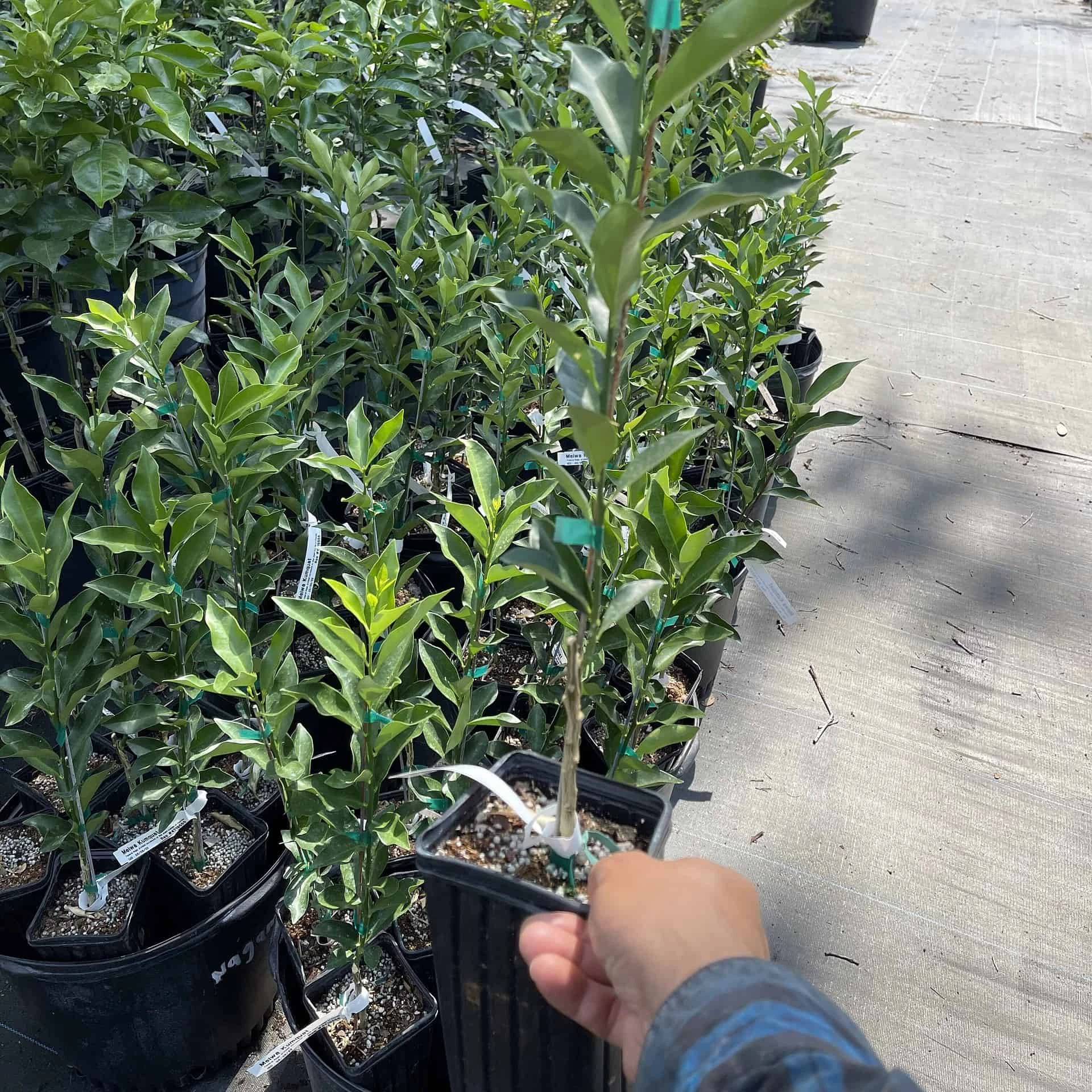 Meiwa Kumquat Grafted Tree 2 Feet Tall. Free Shipping - Image 2