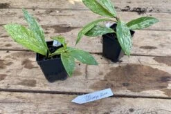 Hoya Pubicalyx Silver Splash 2 Inch Pot Rooted Starter Plant