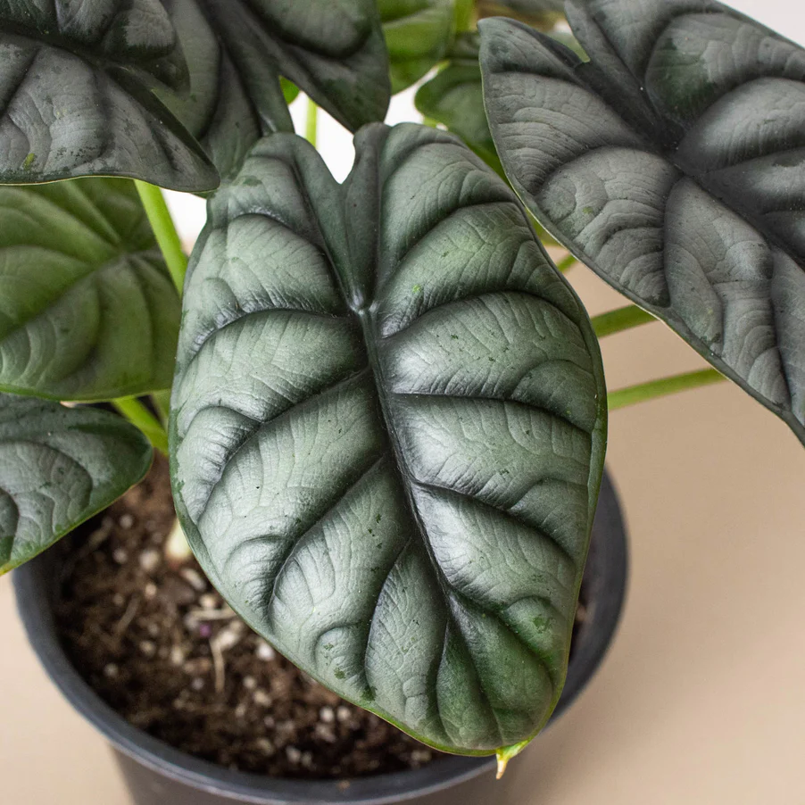 Alocasia Silver Dragon | Alocasia Baginda | Exotic Houseplant - Image 4