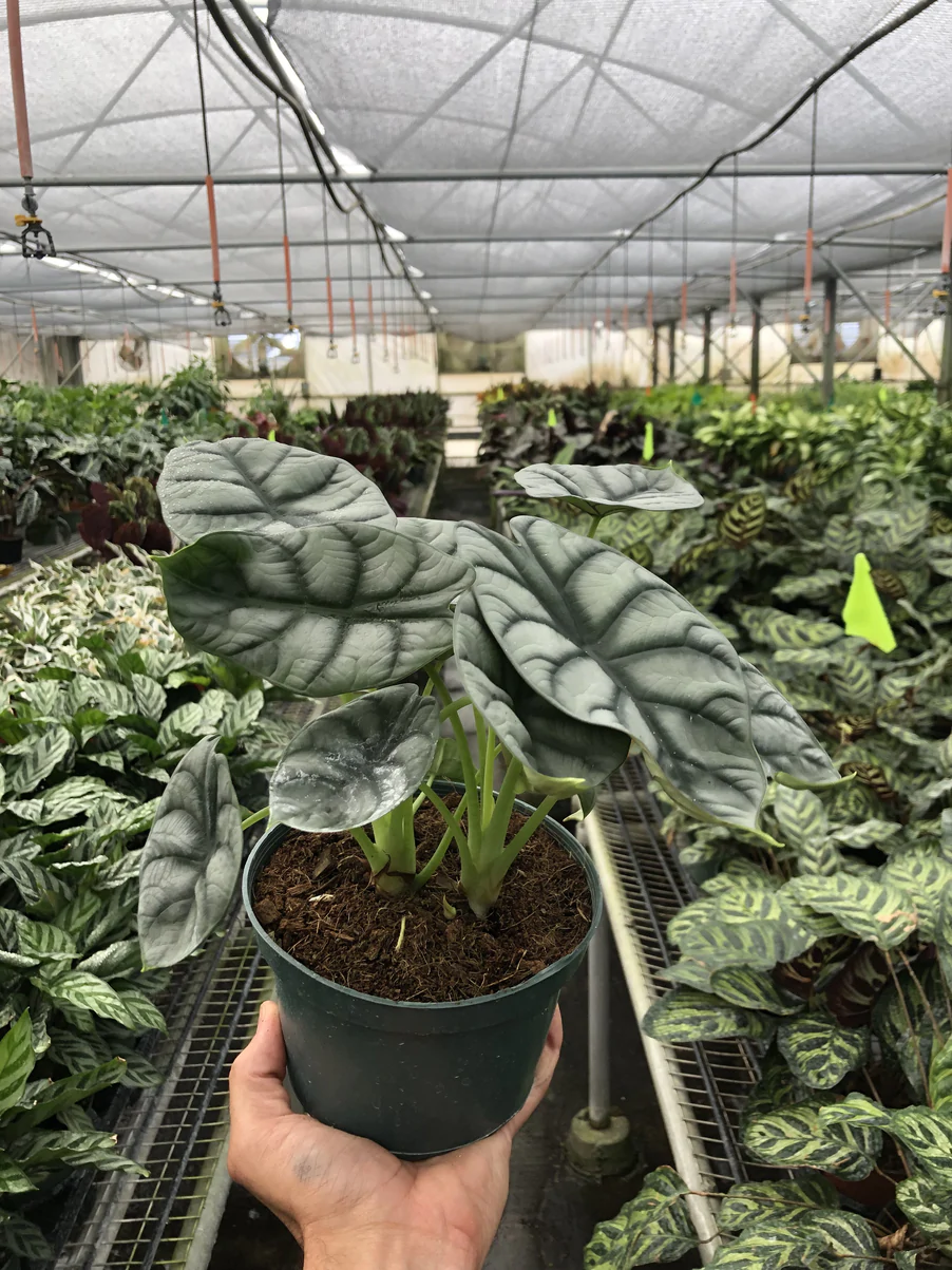 Alocasia Silver Dragon | Alocasia Baginda | Exotic Houseplant - Image 2