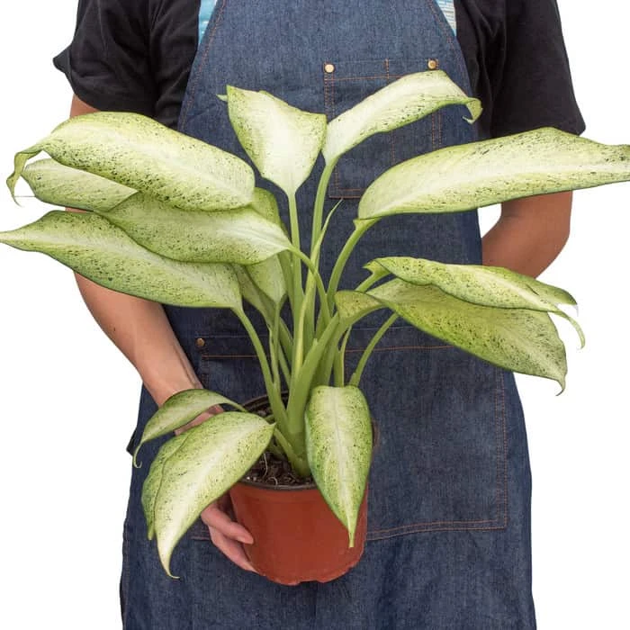 Dieffenbachia 'Camouflage' | 4-inch Pot - Image 4