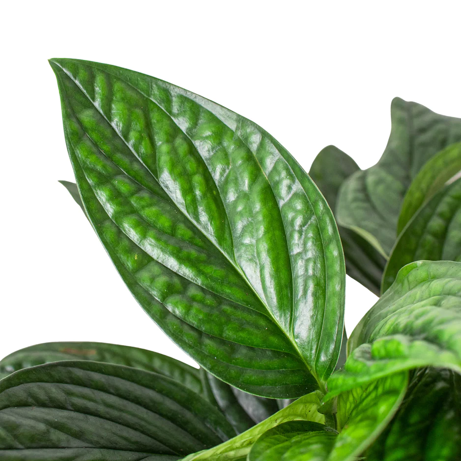 Monstera Peru | Monstera Kartenianum | Tropical Houseplants - Image 3