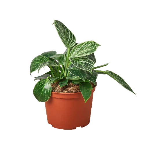 Philodendron Birkin | Exotic Houseplants - Image 2