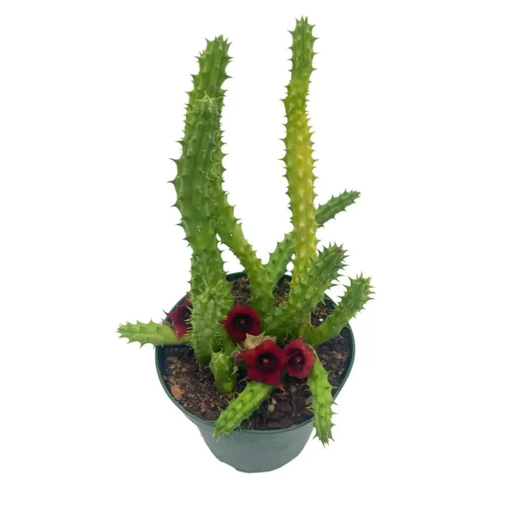 Huernia Red Dragon Stapelia Cactus / Huernia Penzigii / Cactus Plant With Roots / Beginner Cactus / Red Dragon Plant 4 Inch - Image 5